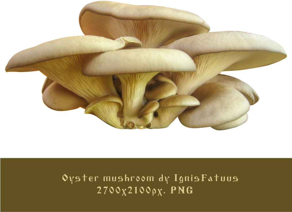 Oyster Clipart Oyster Mushroom - Oyster Mushroom (1014x788), Png Download