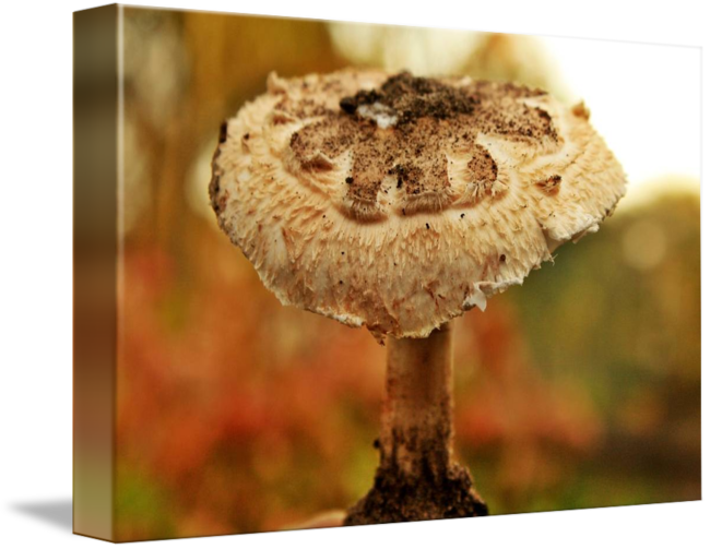 Umbrella Fungi By Ronny Vandergunst Graphic Library - Fungus (650x503), Png Download