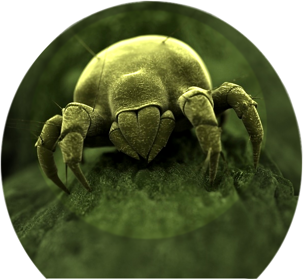 Dust Mites Love Fungi - Close Up Of Germs (608x564), Png Download