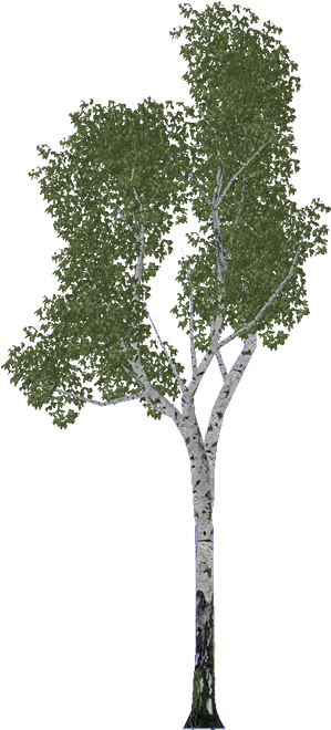 Birch - River Birch (700x699), Png Download