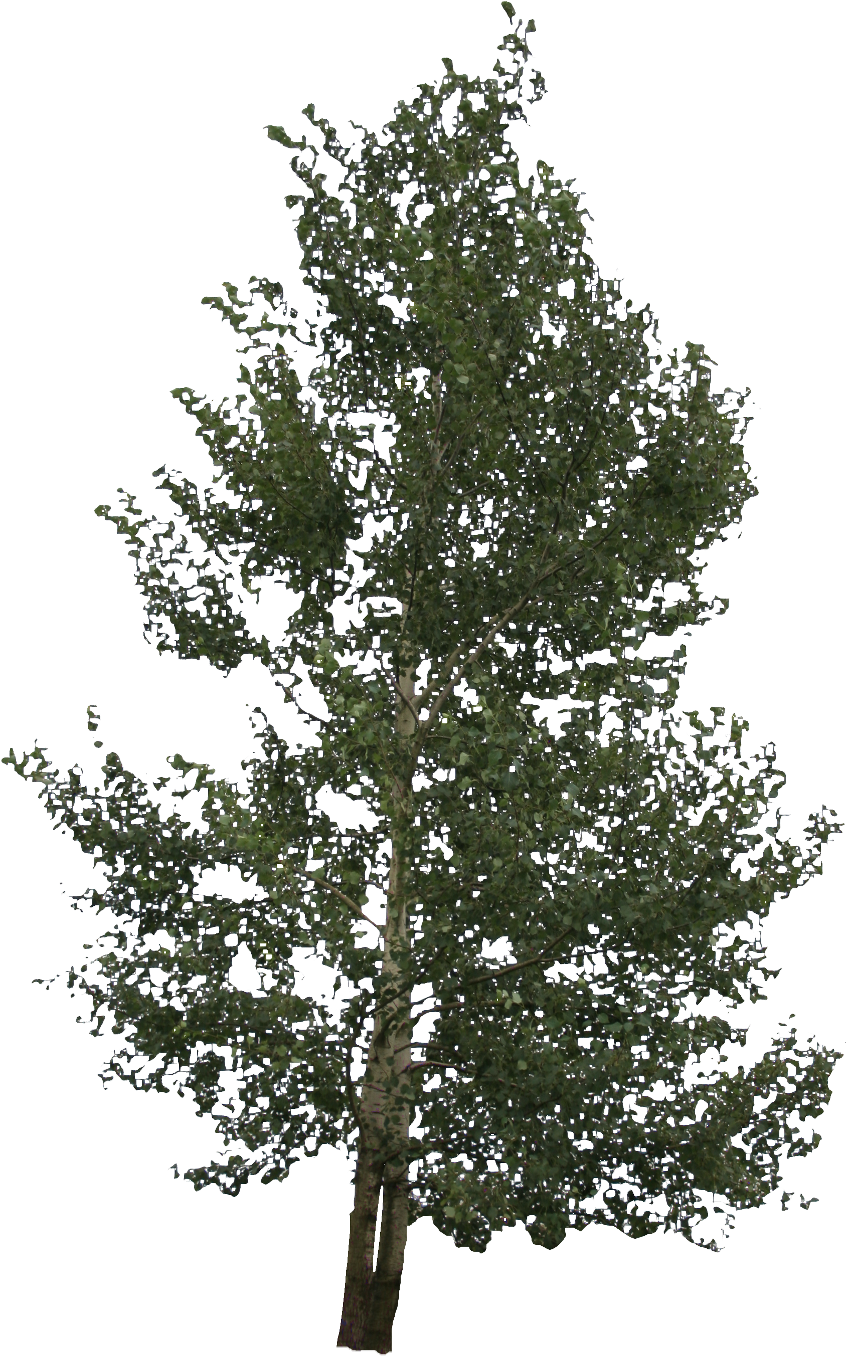 2d Trees - Birch (2304x3144), Png Download
