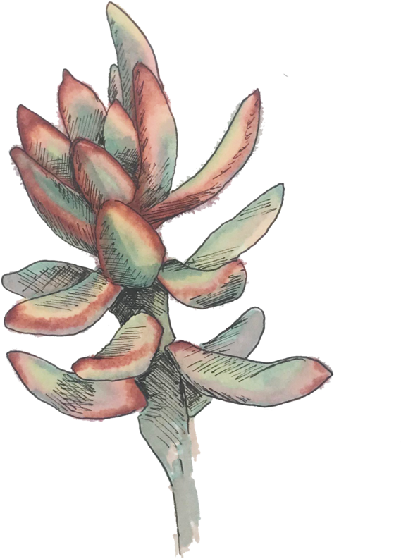 Artichoke (1000x1313), Png Download
