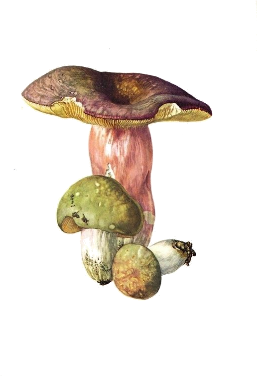 Champignons,png,tubes - Russula (570x787), Png Download