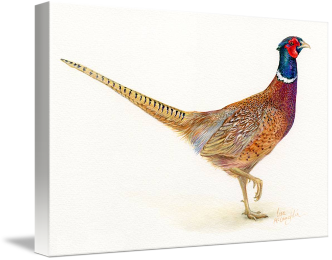Image Library Library By Lisa Mclaughlin Liverpool - Pappy's Father' Day Pheasant Greeting Card (650x508), Png Download
