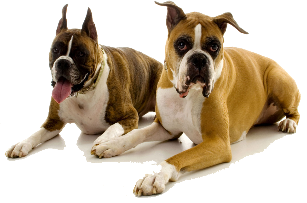 Boxers - New Kind Of Dogs (1280x872), Png Download