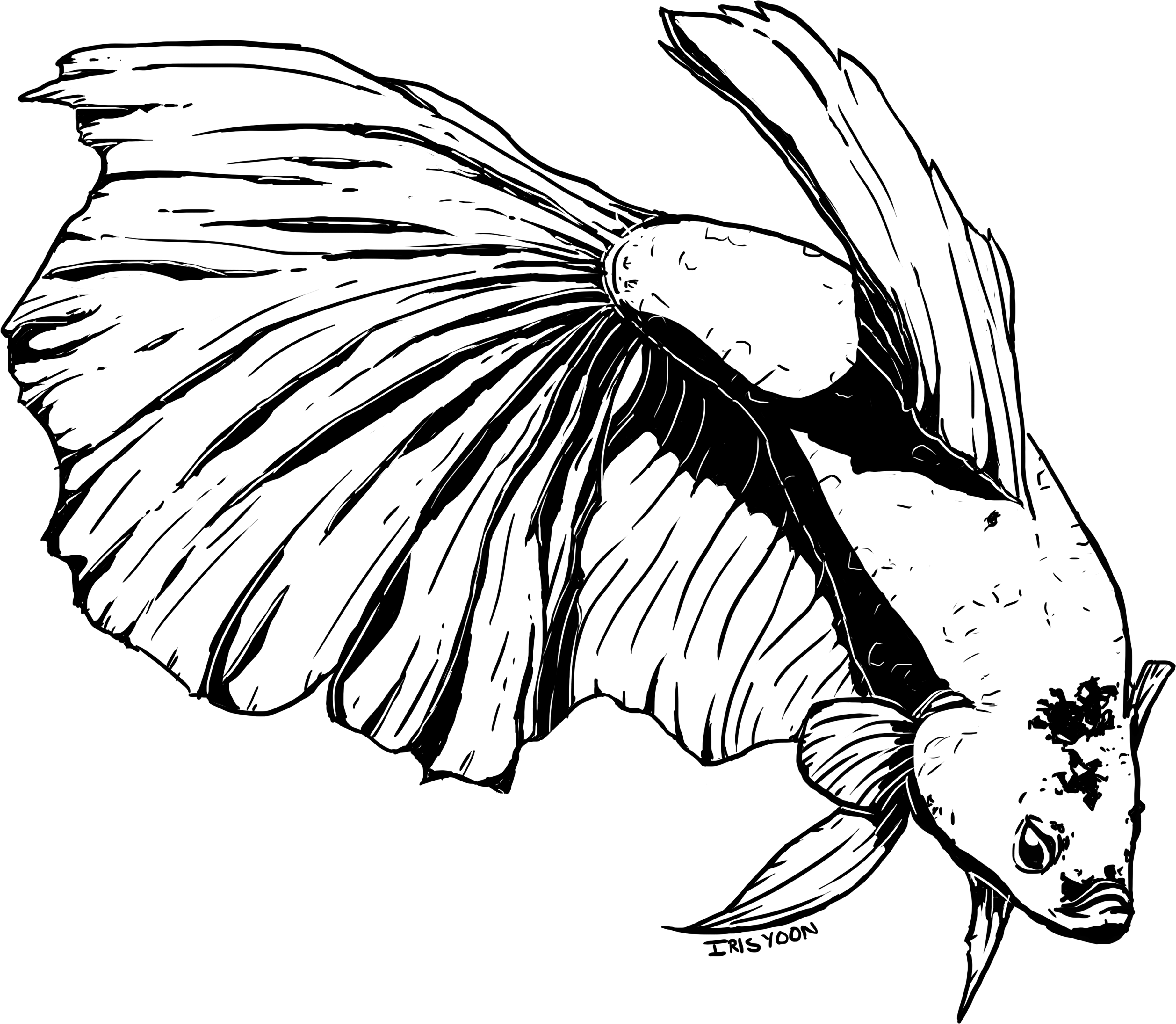Picture Library Stock Betta Drawing Sketch - Drawing (4000x4000), Png Download