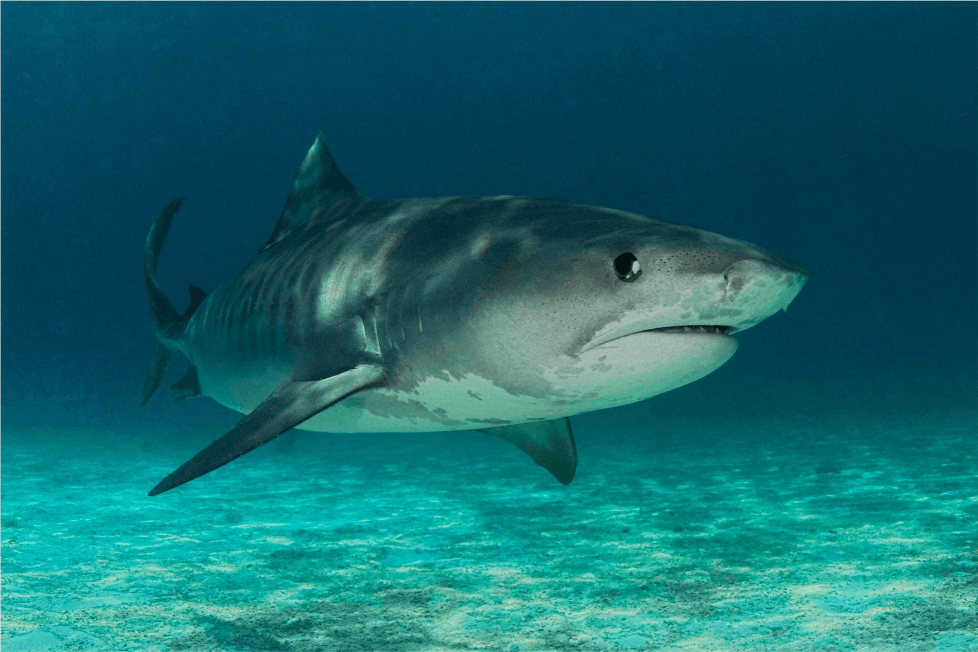 Tiger Shark Stalker Canvas Print - Great White Shark (2000x2000), Png Download