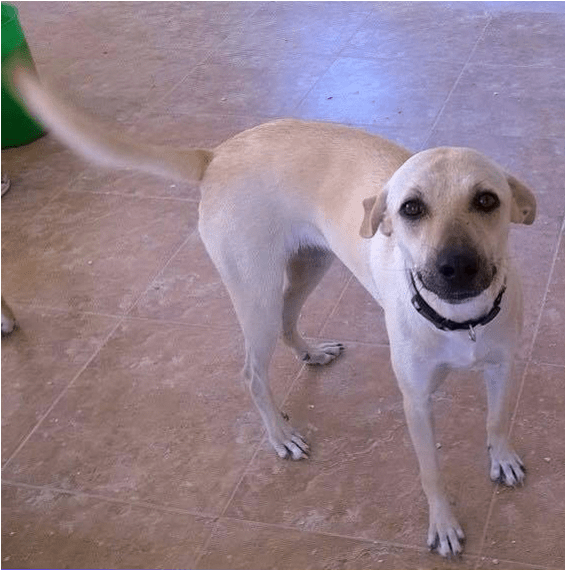 Domino Adopted Into A Forever Home - Companion Dog (800x750), Png Download