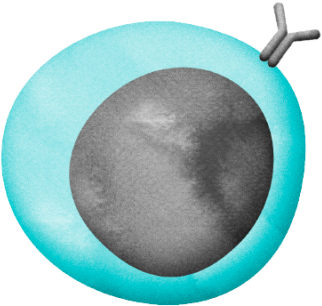 Named After The Bone Marrow, Where Immature B Cells - B Cell (800x450), Png Download