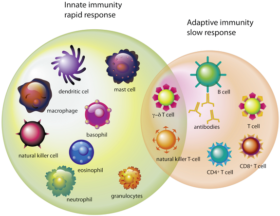 Which-cells - Celulas Do Sistema Imunitario (600x513), Png Download