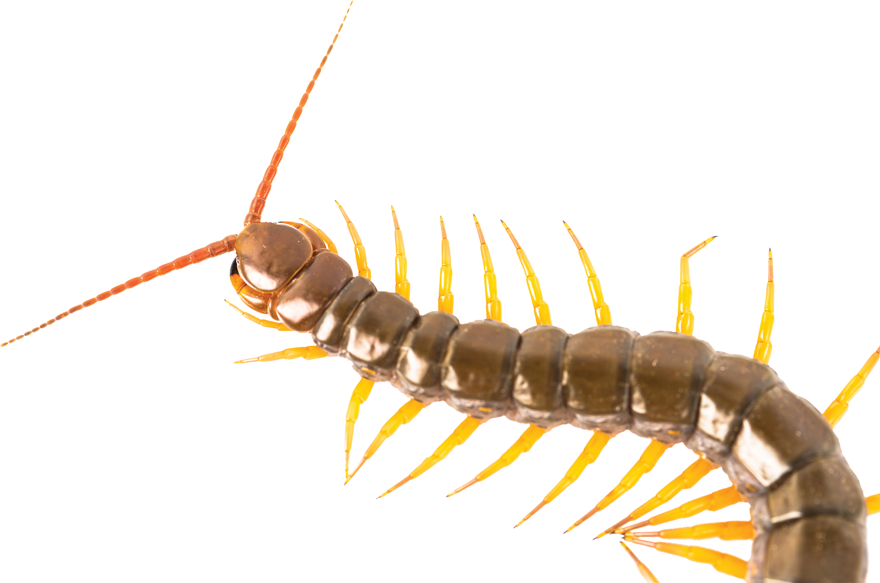 Centipede - Millipedes (1811x1200), Png Download