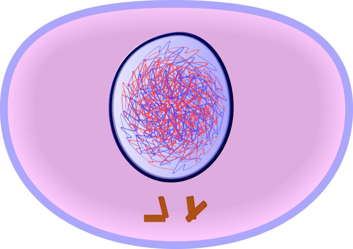 Interphase Of Mitosis - Interphase Cell (1125x794), Png Download