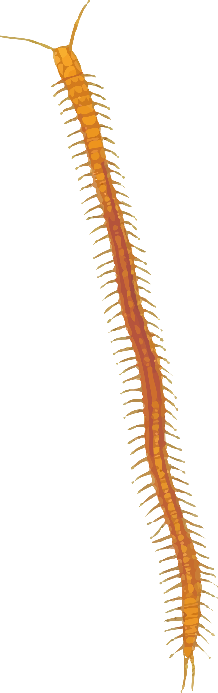 This Free Icons Png Design Of Centipede 2 (757x2400), Png Download