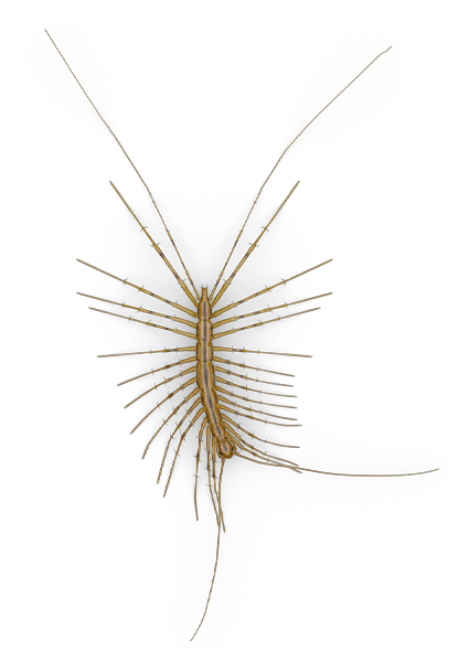 Mosquito (425x600), Png Download