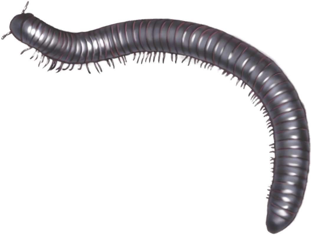 Download - Millipede Gif Transparent (1500x1200), Png Download