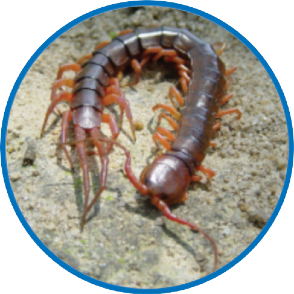 Most Centipedes Are Nocturnal - Termite (1024x1024), Png Download