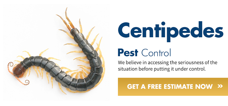 Mr Centipede Drawing (785x364), Png Download