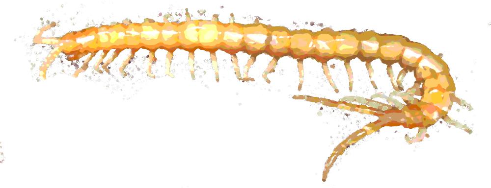 Http - //ilikenoses - Blogspot - Com/2013/03/centipede - Maize (1000x384), Png Download