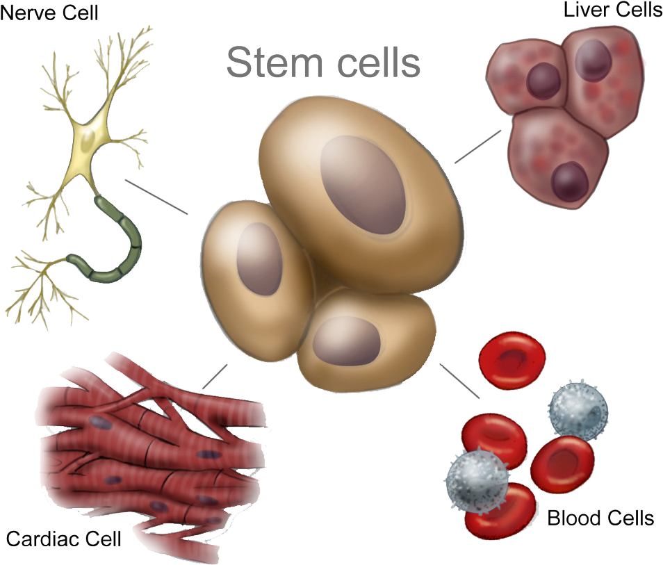 Adult Stem Cells - 4 Types Stem Cells (1024x867), Png Download