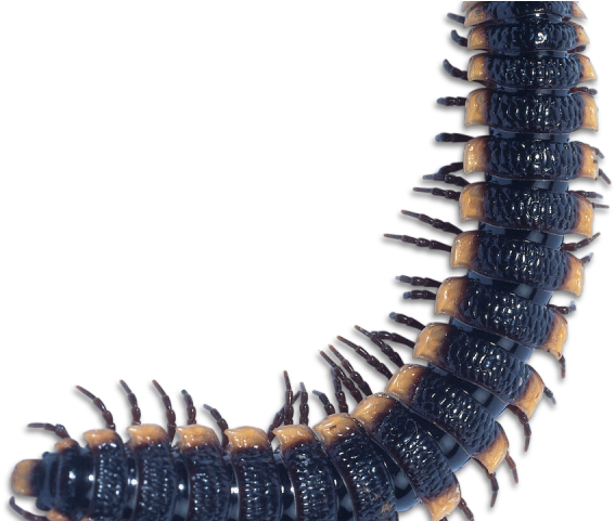 Centipede Clipart Purple Animal - Centipede Transparent Background (640x480), Png Download