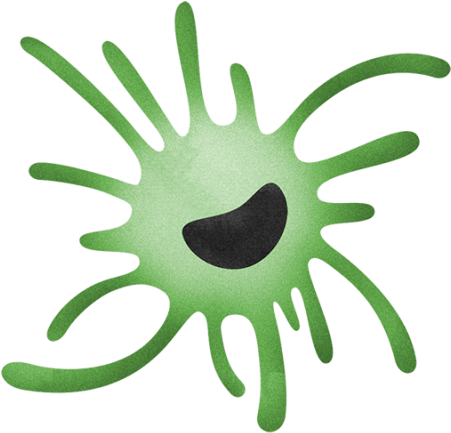 Phagocytic Antigen-presenting Cells With An Important - Illustration (800x450), Png Download