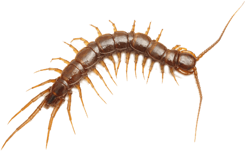 Centipedes Centipedes - Centipede In Vegina (705x350), Png Download