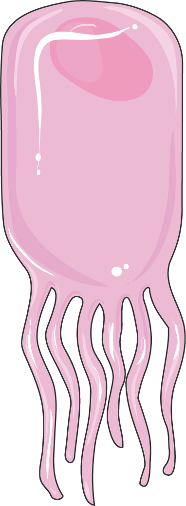 Download The Image - Ependymal Cell Cartoon (382x1040), Png Download