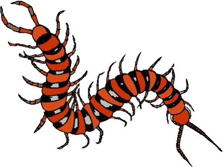 Inspiration - Amazon Rainforest Insect Clipart (452x339), Png Download