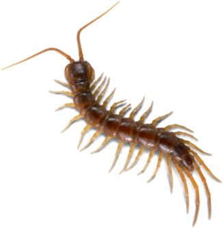 Scolopendra (480x480), Png Download