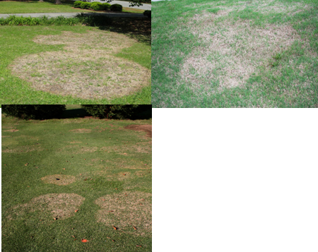 Georgia Turf Grass Associates (450x357), Png Download