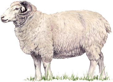 Download Amazing High-quality Latest Png Images Transparent - Lamb Png (510x320), Png Download