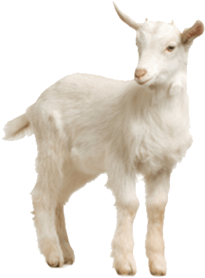 Lamb Transparent Background - Lamb With No Background (340x439), Png Download