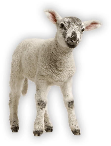 Antahi Trust Tuber Lamb - Baby's Very First Baby Animals (449x592), Png Download