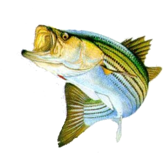 Bass Fish Png Stripped Bass Png - Bass Fish Png (430x434), Png Download