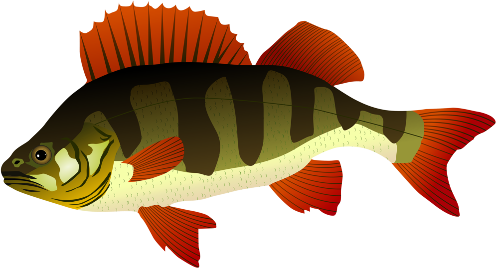 Perch Fish Png Clipart 442 Bass Summer - Perch Clipart (1024x553), Png Download