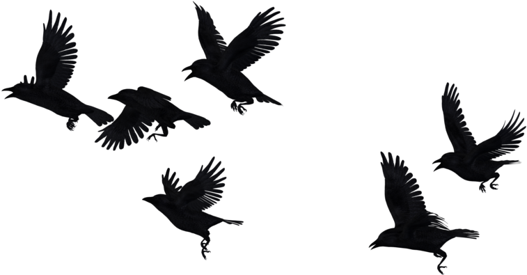 Share This Image - Bird (800x600), Png Download