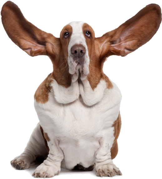 /modul/05 Frontpage/img/orig/1 - Imagenes De Perros Orejones (695x691), Png Download