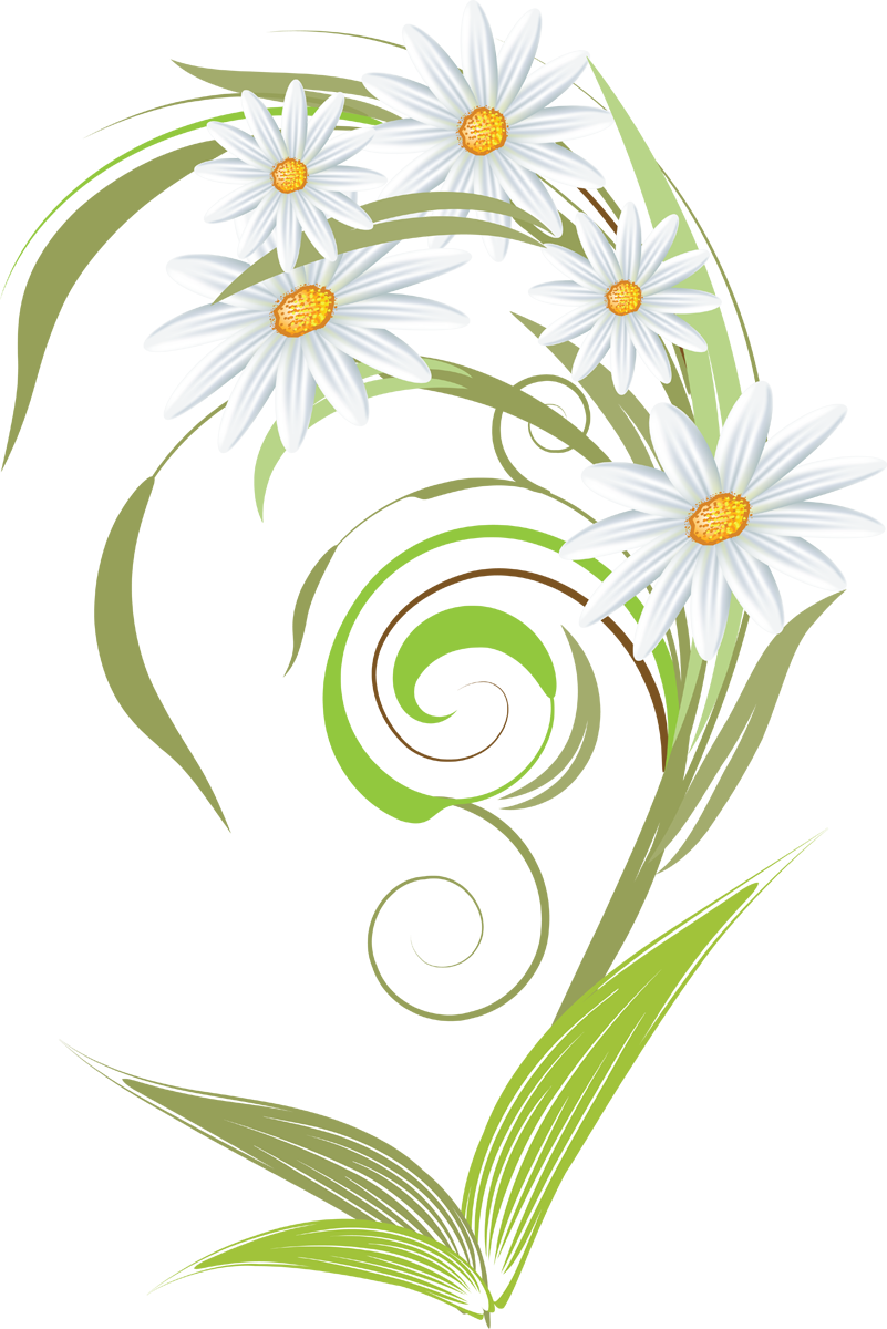 Camomile Clipart Transparent Png - Camomile Png (801x1200), Png Download