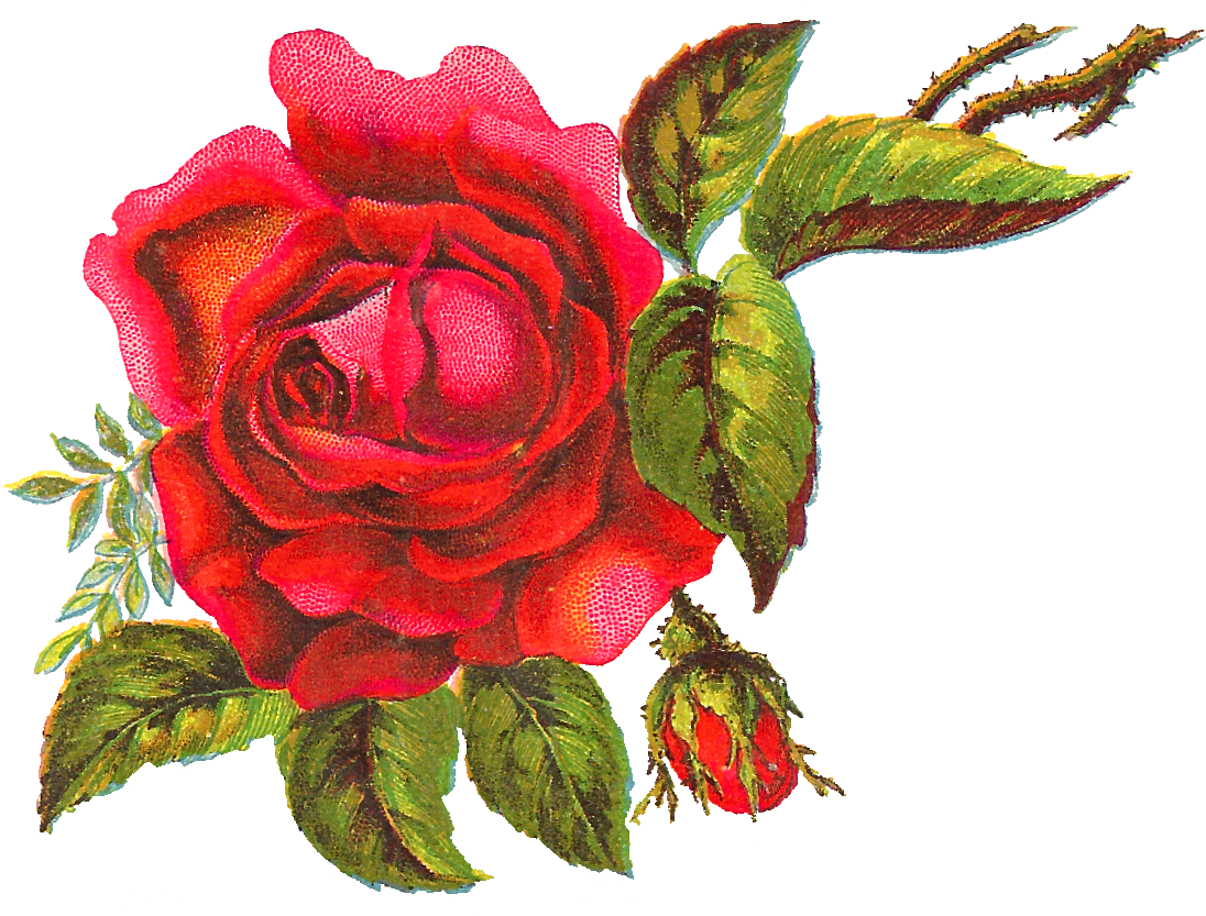 Digital Red Rose Download (1132x838), Png Download