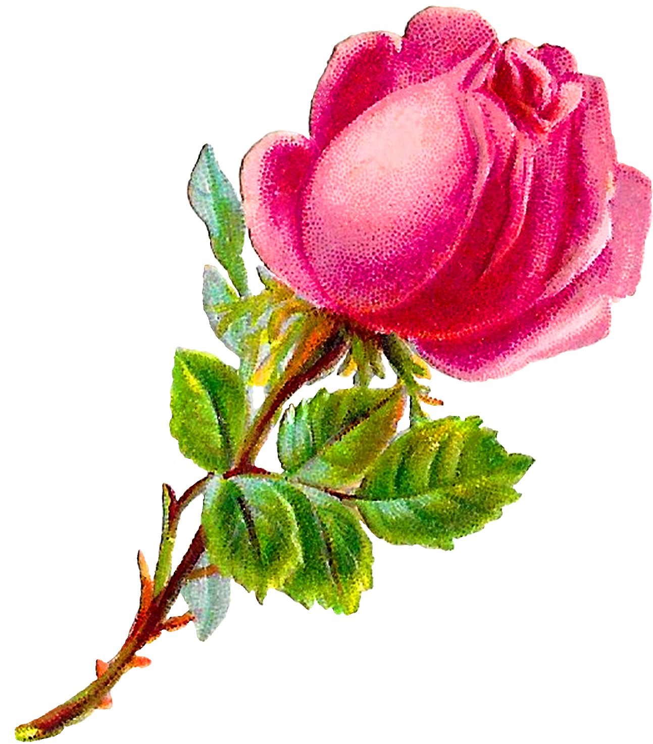 Antique Images Royalty Free Pink Stock Printable - Rose (1489x1600), Png Download
