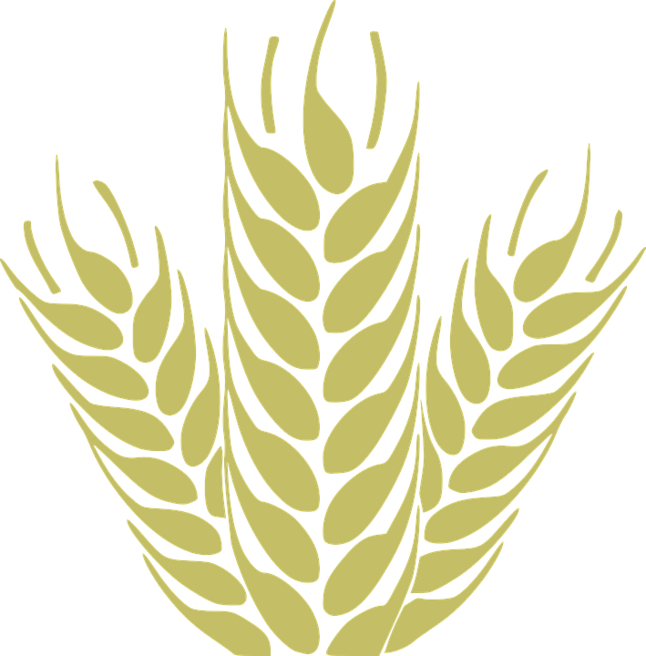 Corn, Grain, Spica, Wheat, Cereals, Harvest - سنبله Png (709x720), Png Download