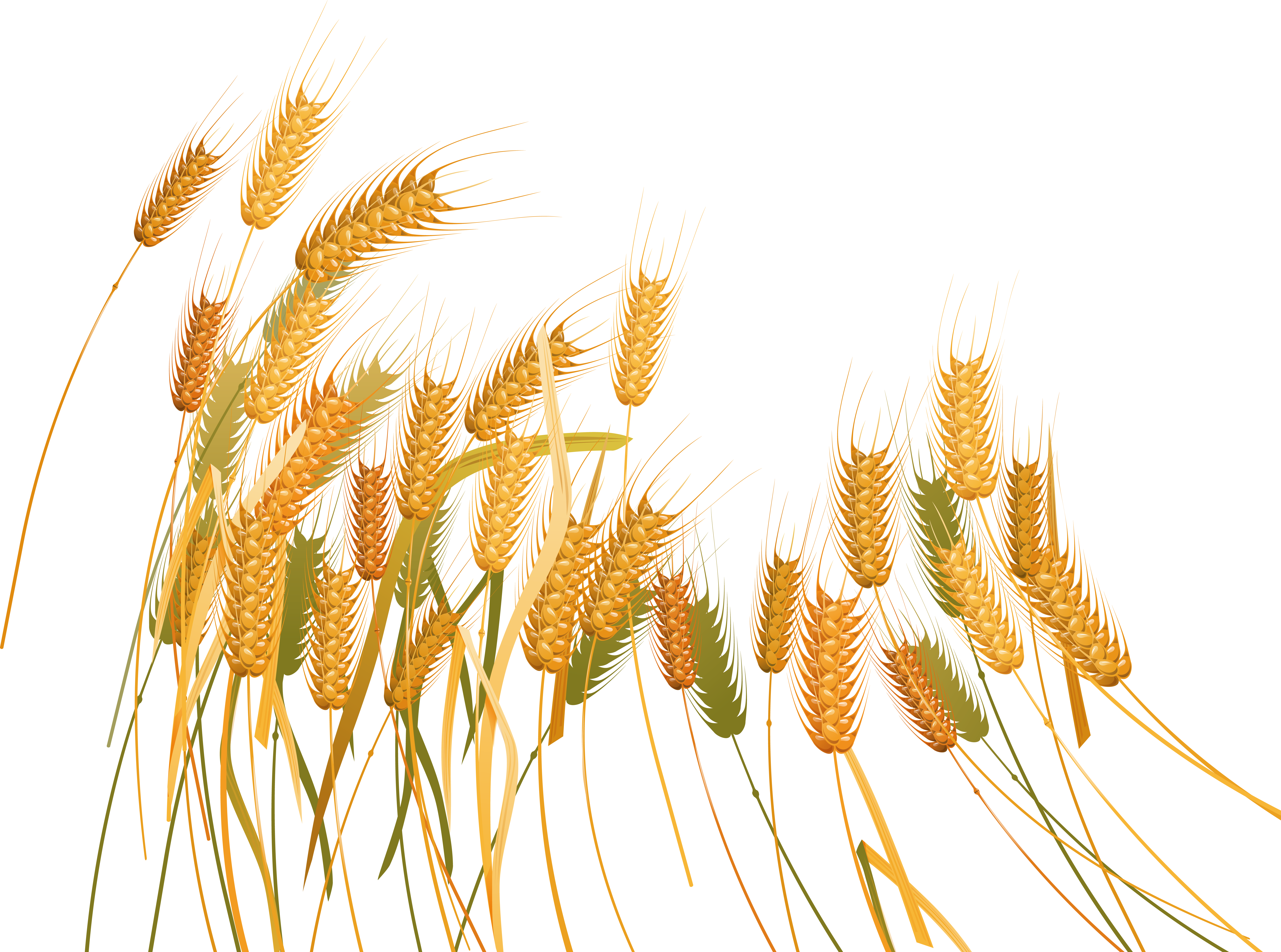 Wheat Png Download - Пшеница Клипарт (7096x5274), Png Download