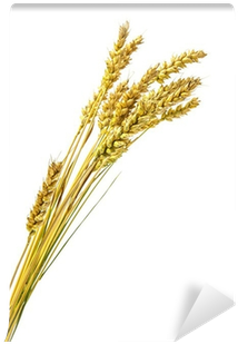 Stalks Of Wheat Ears Isolated On White Background Wall - Wheat (400x400), Png Download