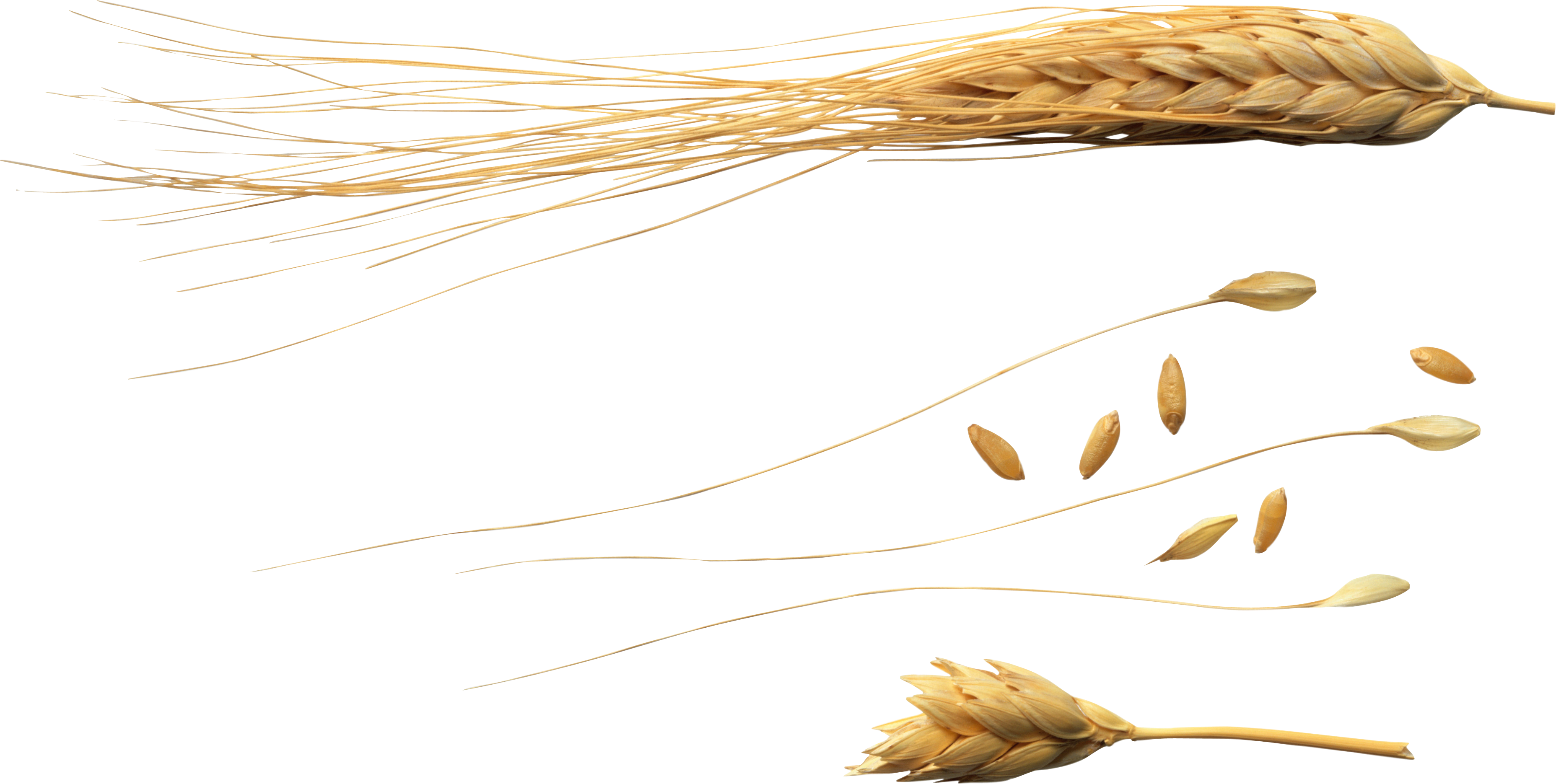 Wheat Png (3712x1871), Png Download