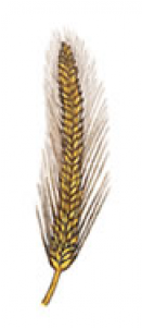 Triticale (600x300), Png Download