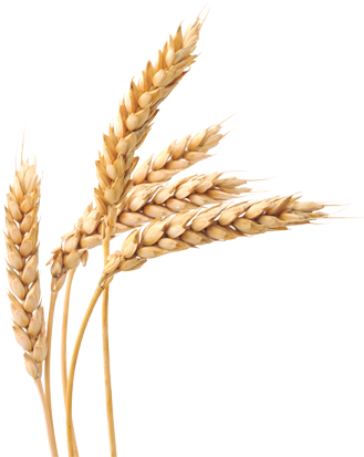 Wheat Transparent Png Image Description - Principles Of Agriculture, Food, And Natural Resources (329x413), Png Download
