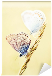 Two Little Butterfly Sitting On A Wheat Stalk Wall - Wheat (400x400), Png Download