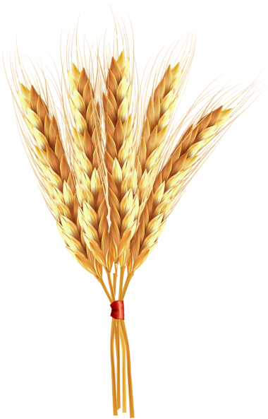 Wheat Classes Png Clip Art Image - Clip Art (392x600), Png Download