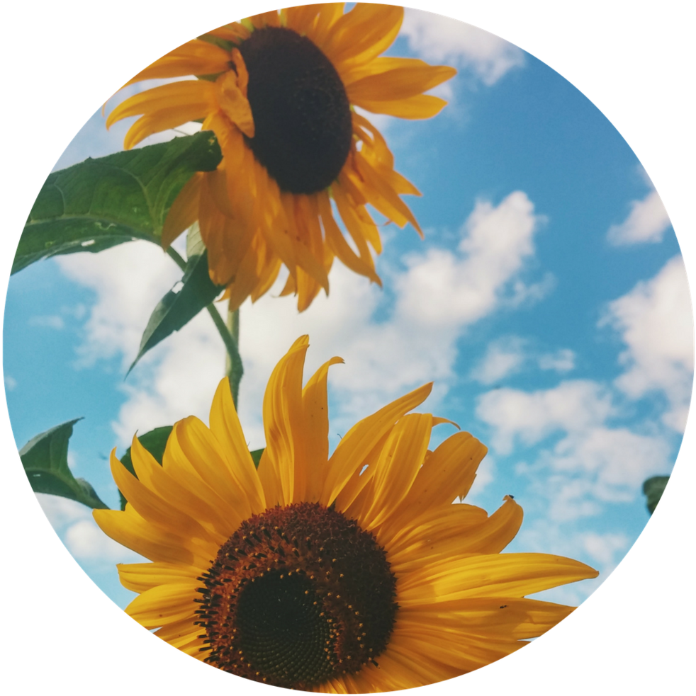 2 Flowers - Sunflowers In A Field Summer Journal: 150 Page Lined (1000x1000), Png Download