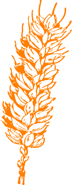 Wheat Bundle Png (234x598), Png Download